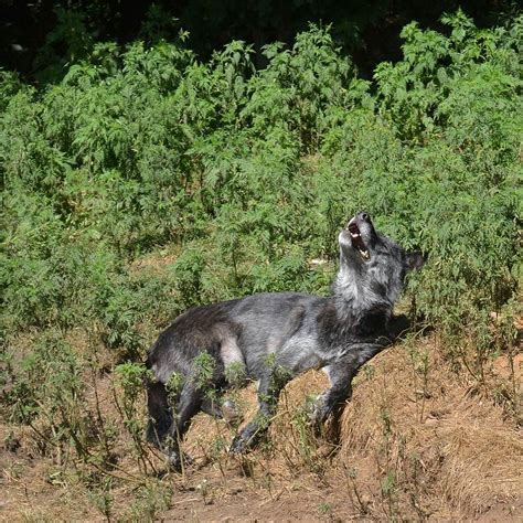 Basking In The Sun At The Haliburton Forest Wolf Centre Flickr