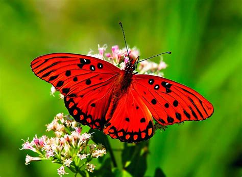 Galería de imágenes Mariposas de colores