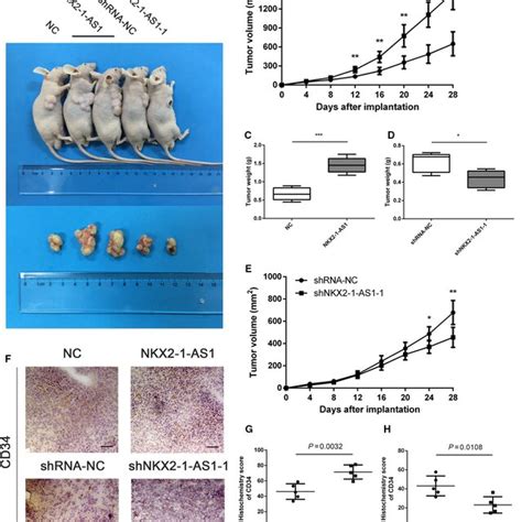 NKX21AS1 Regulates GC Cell Proliferation And Angiogenesis In Vivo