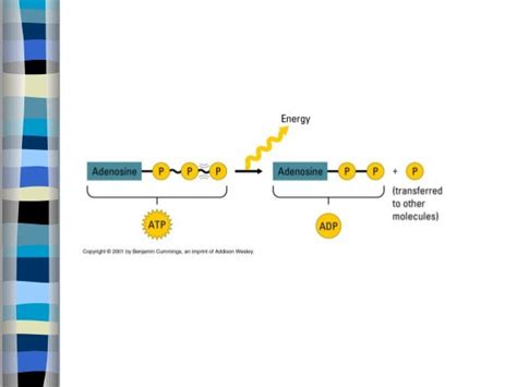 ATP, Photosynthesis, and Cellular Respiration