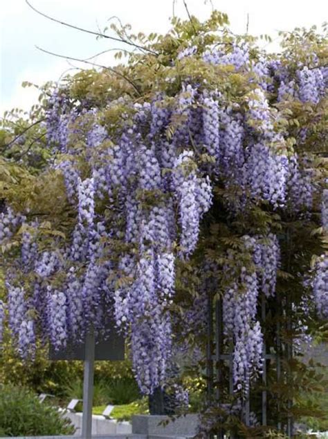 Chinesischer Blauregen Prolific Wisteria Sinensis Prolific Kaufen