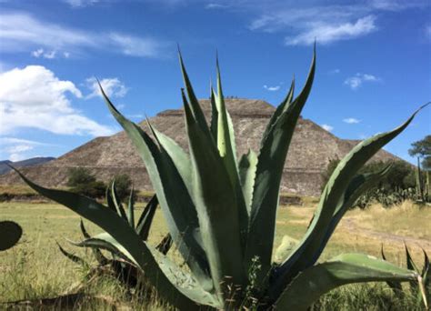 Projeto testa potencial de bioenergia do agave no sertão nordestino