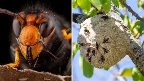 Asian hornet with deadly sting identified in the UK for second time this year - Heart