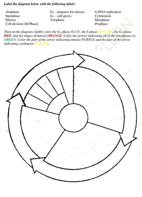 Solved Label The Diagram Below With The Following Labels Anaphase G