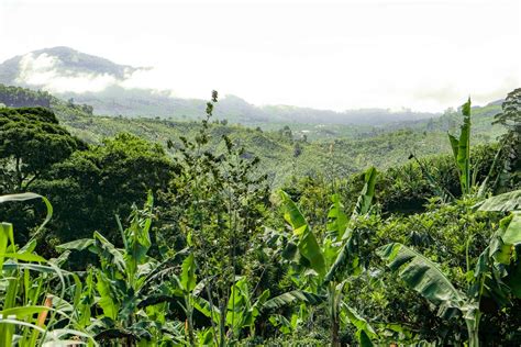 Kaffee Aus Costa Rica Interview Mit Farmer Don Tacho