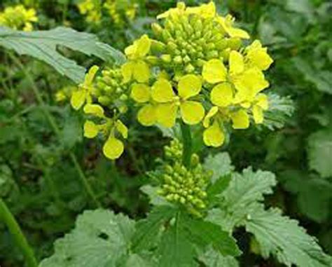Yellow Mustard Rm Welch And Son