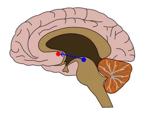 Mesolimbic Pathway Definition