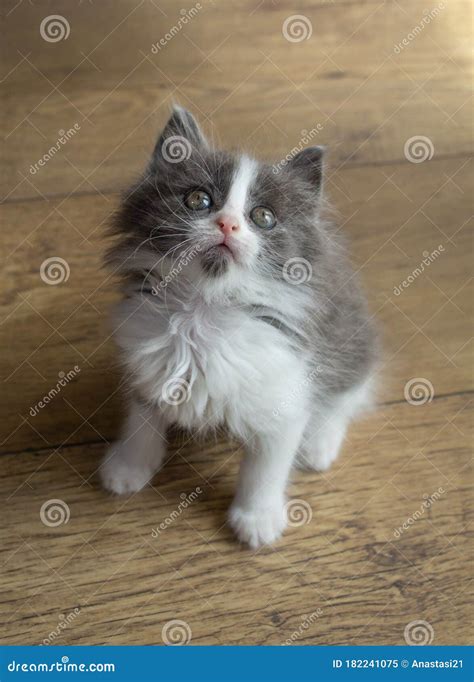Gray-white Fluffy Kitten Plays Fun Stock Image - Image of close, grey ...