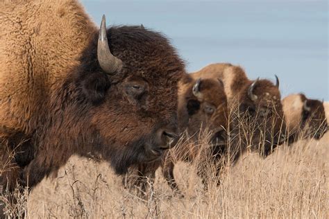 Tallgrass Prairie Buffalo Photograph By Bert Peake Fine Art America