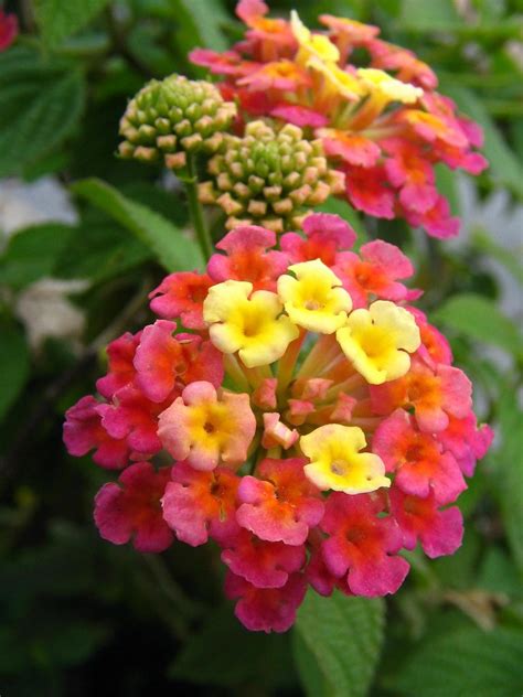 Hermosas Plantas Con Flores Resistentes Al Sol