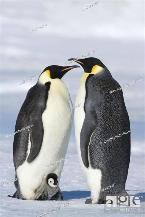 Two Emperor Penguins With Cub Aptenodytes Forsteri Stock Photo