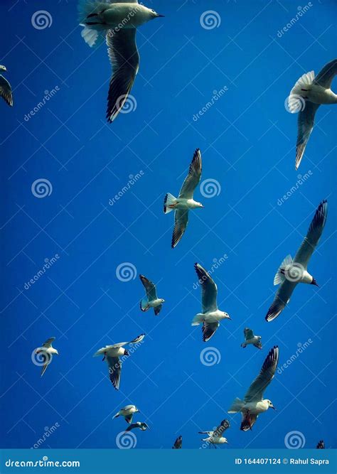 Aves Volando En El Cielo P Jaros Blancos Volando En El Cielo Azul