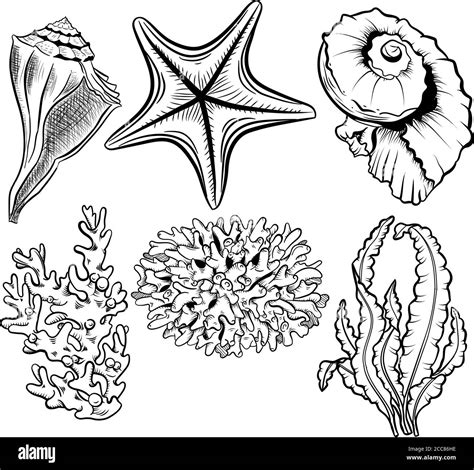 Marine Life Hand Drawn Vector Illustration Set Seashells Scallops