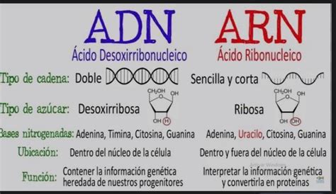 Realiza Un Cuadro Comparativo Entre El Adn Y El Arn En Donde Incluya