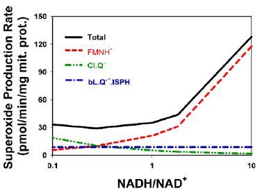 Computer Simulated Changes In The Steady State Rates Of Superoxide