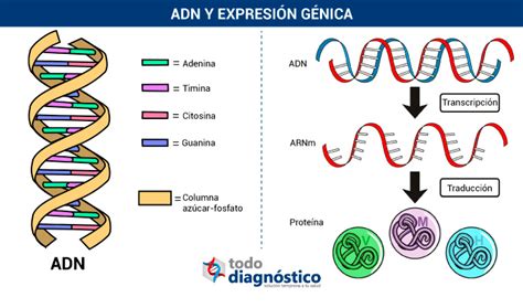 Relevancia Del Diagnóstico Molecular Una Tendencia Todo Diagnóstico