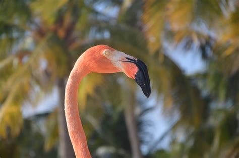 Flamingo beach aruba