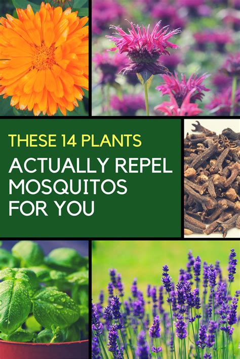 Mosquito Repellent Plants - 14 Plants That Keep Them Away