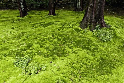 Create a Moss Lawn for Year-Round Green