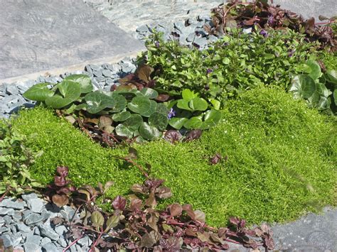 Irish Moss And Assarum RHS Garden 2015 Garden Outdoor Decor Plants