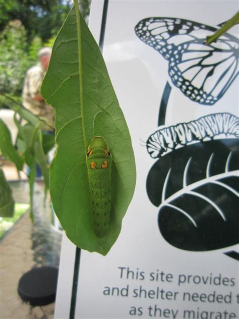 Monarch Waystations Certify Your Garden Eartheim Landscape Design