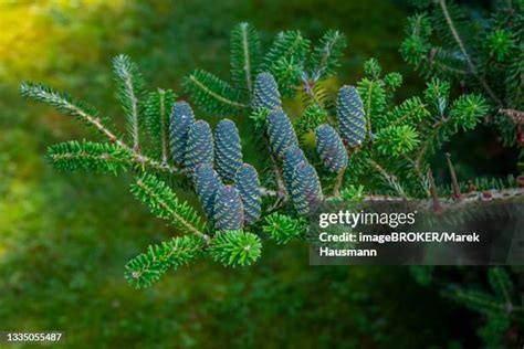 25 Korean Fir Tree Stock Photos, High-Res Pictures, and Images - Getty Images