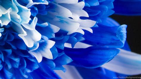 Blue Flowers Wallpapers High Quality Desktop Background