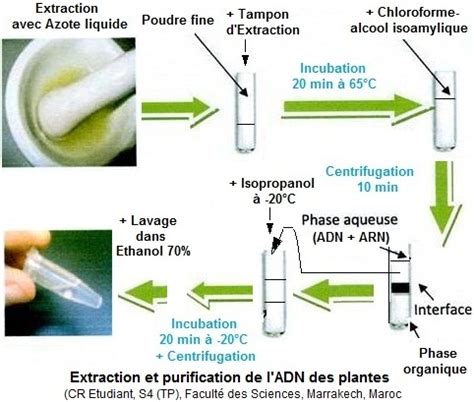 Extraction et purification des acides nucléiques Microbiologie fr