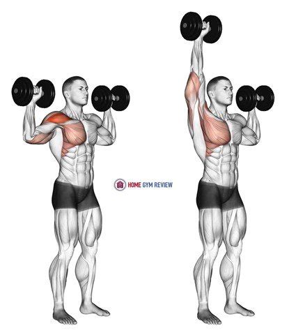 Dumbbell Overhead Press Muscles Worked