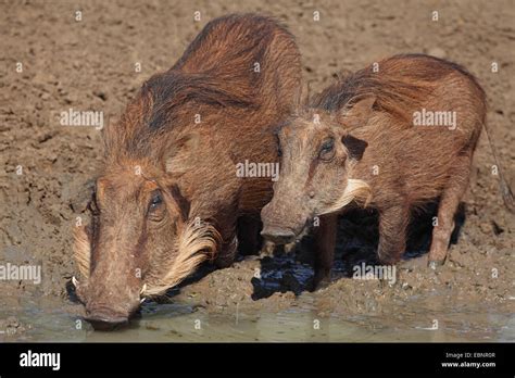 Common Warthog Savanna Warthog Phacochoerus Africanus Female And