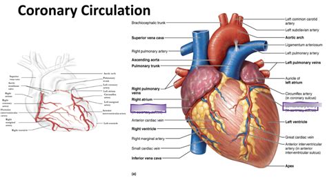 7. coronary circulation / blood flow path Diagram | Quizlet