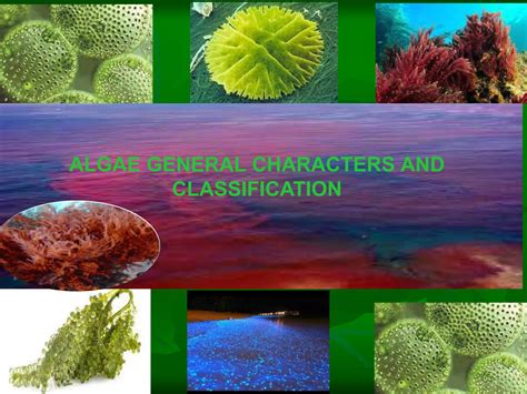 Algae General Characters And Classification PPT