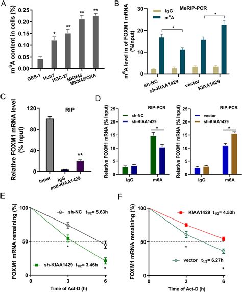 KIAA1429 installed the m⁶A modification of FOXM1 mRNA to enhance its