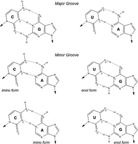 Standard Watsoncrick Pairs And Related Tautomeric Pairs Standard