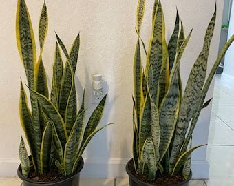 Extra Large Snake Plant Laurentii Nursery Pot Sansevieria House