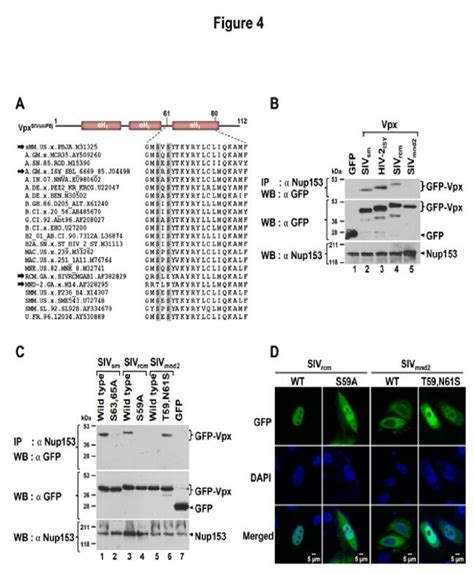 Interaction Between Lentiviral Vpx And Human Nup153 Is Evolutionarily