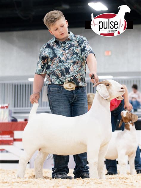 American Boer Goat National Show Junior Bred Owned Fullblood Does