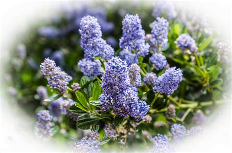 Thom Zehrfeld Photography : California Lilac