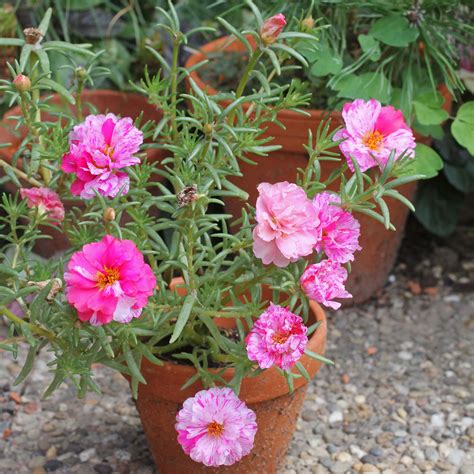 Rose Moss Portulaca Grandiflora Cv