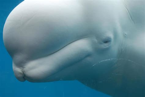 Beluga Whale Underwater with His Eye Closed 9301639 Stock Photo at Vecteezy