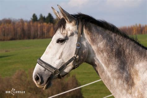 How to Use a Bitless Bridle In 6 Easy Steps [Expert Tips]