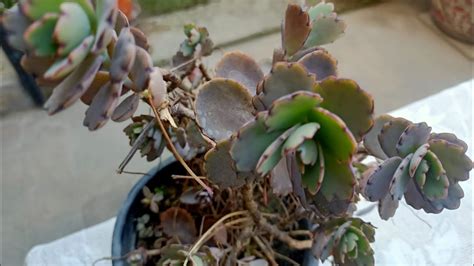 Kalanchoe Fedtschenkoi Lavender Scallops Propagation And Care Youtube