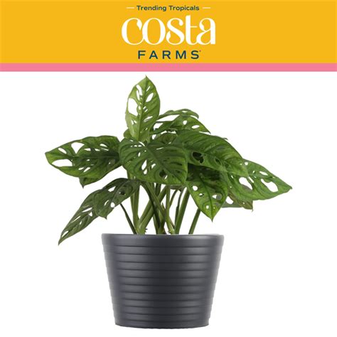 Costa Farms Trending Tropicals Live Indoor 15in Tall Green Little Swiss Monstera Bright