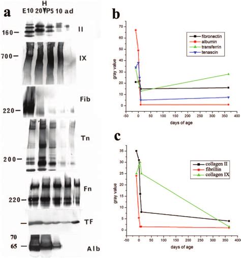 Western Blot Analysis A Showing The Abundance Of Collagens Ii Ii Download Scientific