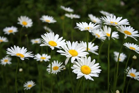 Daisies Nature Park · Free Photo On Pixabay