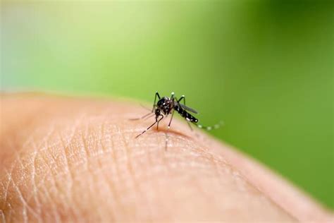 Come E Quando Fare La Disinfestazione Zanzare In Giardino Lavorincasa It