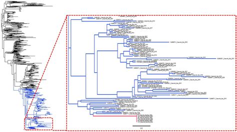 Primera detección y caracterización molecular del virus del síndrome