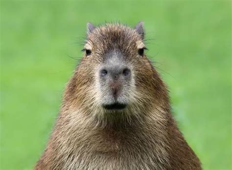 Ryanair Posts A Tribute To Cool Capybaras That Slay And People Are