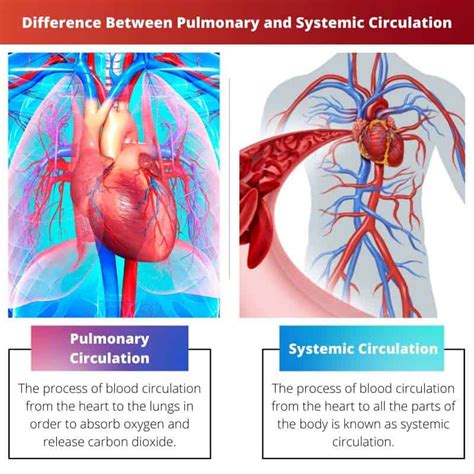 Pulmonary Vs Systemic Circulation Difference And Comparison