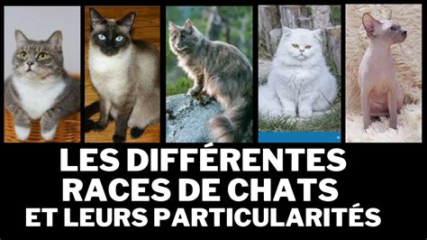 Les Races De Chats Les Plus Populaires Et Leurs Particularit S Youtube